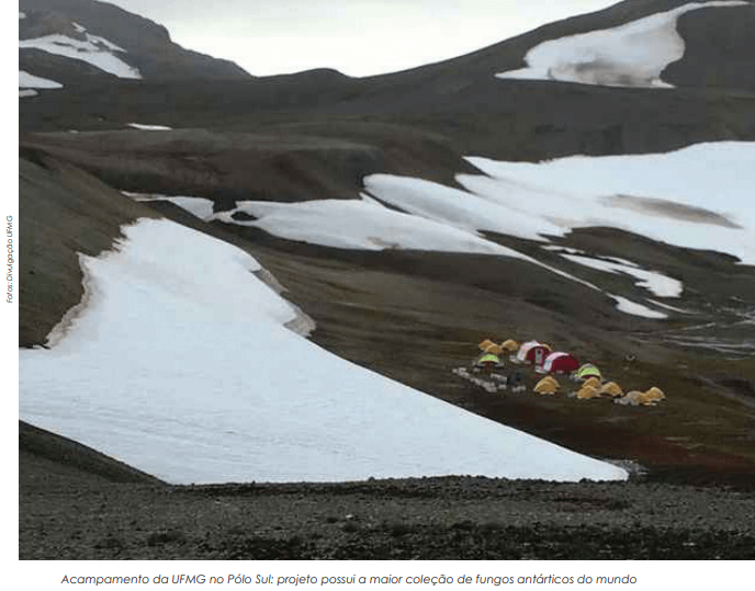 Projeto da UFMG pesquisa fungos na Antártica em busca de substâncias que possam ser usadas na indústria